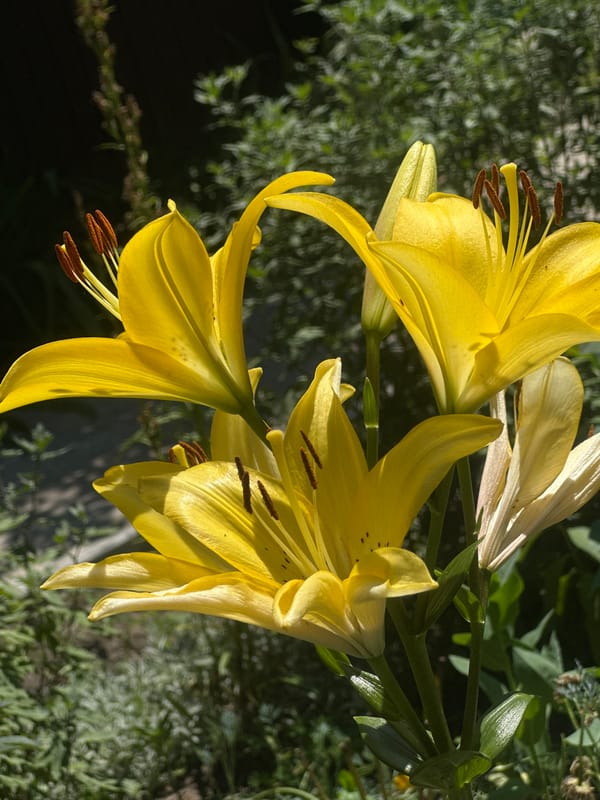 Yellow and orange lilies in full bloom, Lobacheve garden