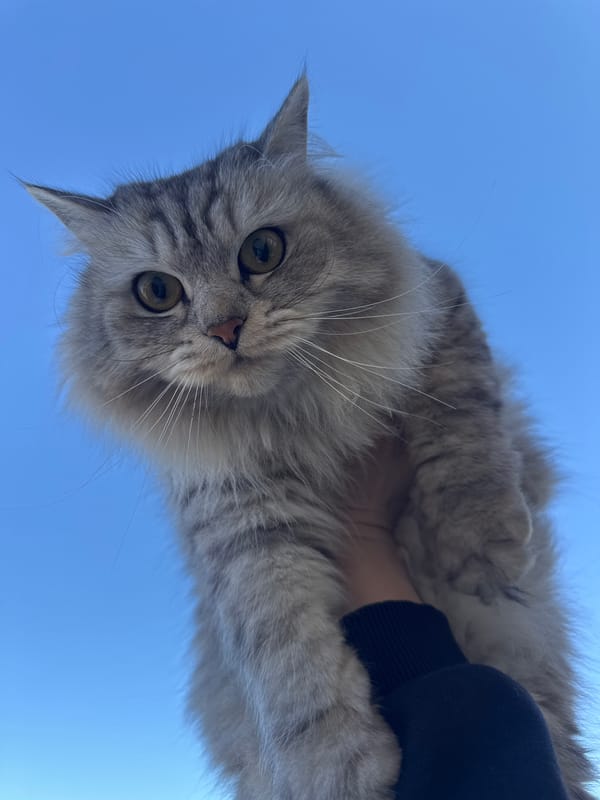 Person poses with gray tabby cat in Ferma, Russia