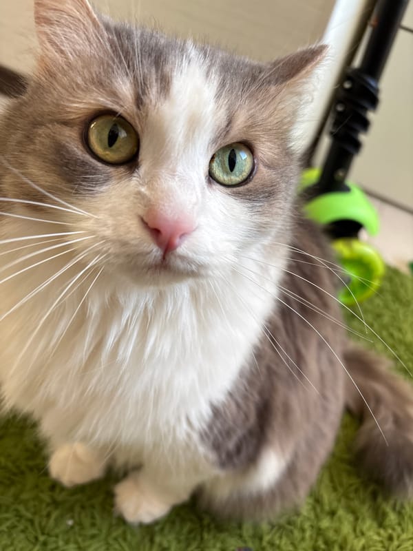 Daily life moments captured in Ulyanovsk during spring transition