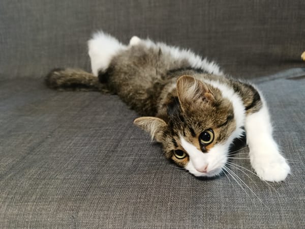 Cats, parrots, and tropical fish at a Russian home