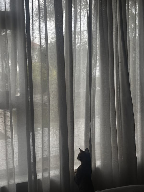 Cat observed at window in Durban residential area