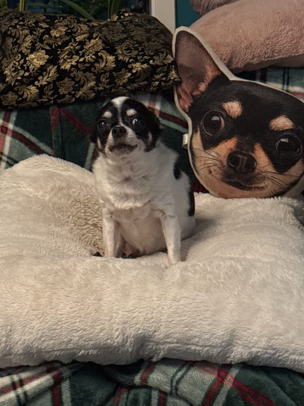 Sphynx cats and small dogs rest together indoors