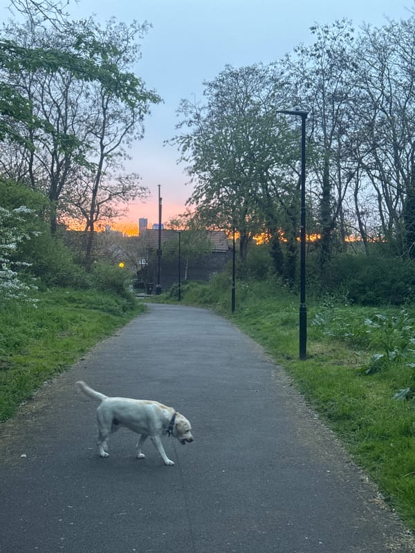 Dog runs along London path toward city center