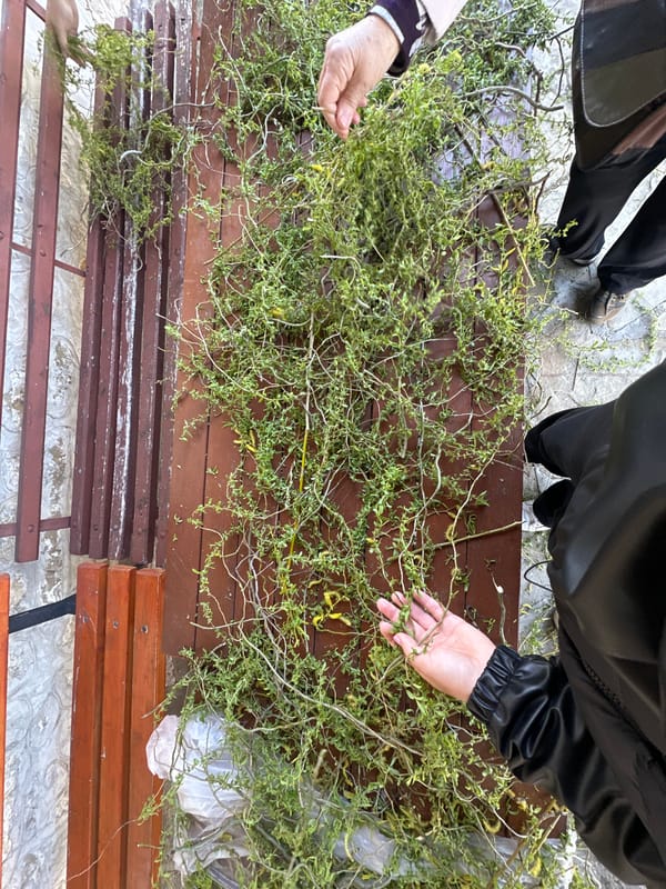 Spring morning scenes documented in historic Arbanassi village