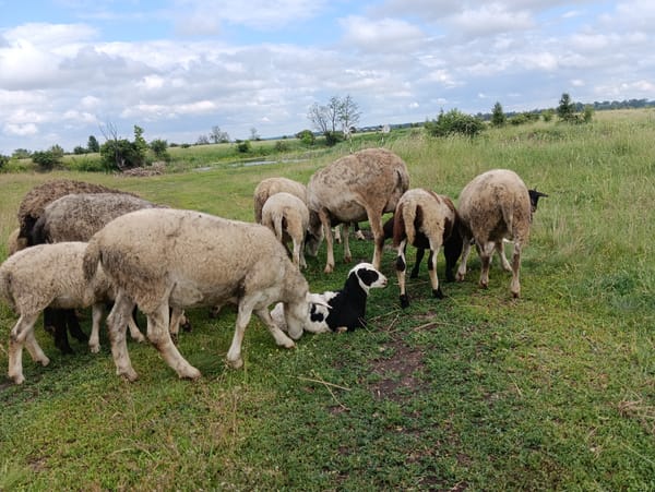 Mixed flock of sheep and goat graze peacefully in field