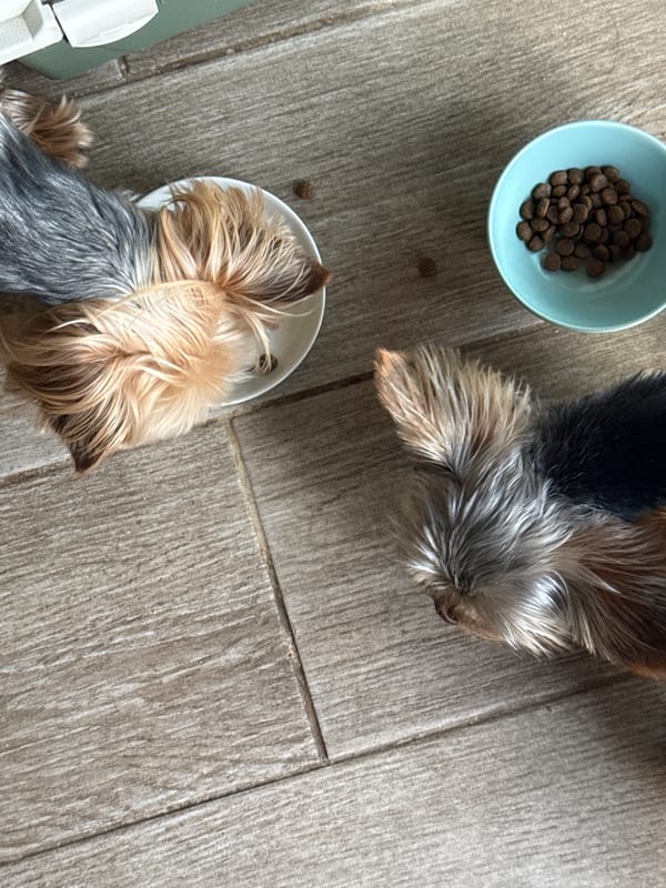 Two Yorkshire Terriers feed from separate bowls in Lipnik