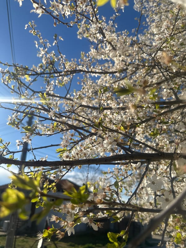 Spring blooms observed on tree in Kavarna, Bulgaria