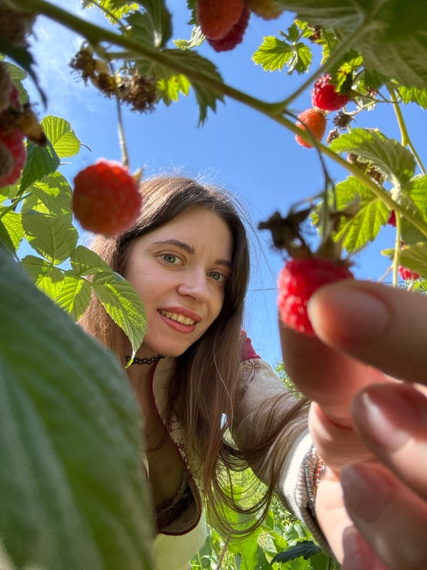 Raspberry picking in a sunny backyard garden