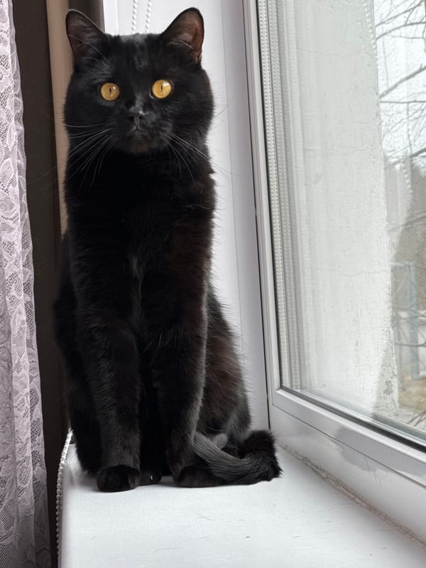 Black cat spotted on windowsill at Russian resort facility
