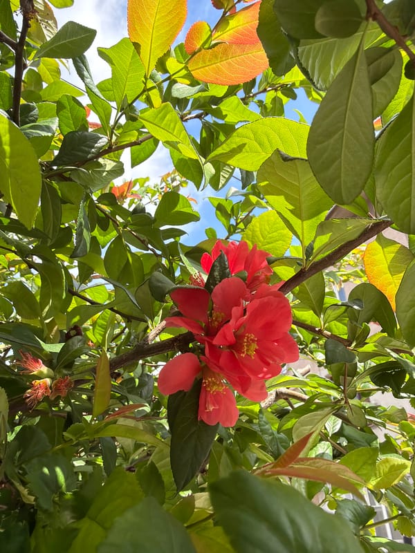 Morning walk captures blooming roses, historic sites in Sofia