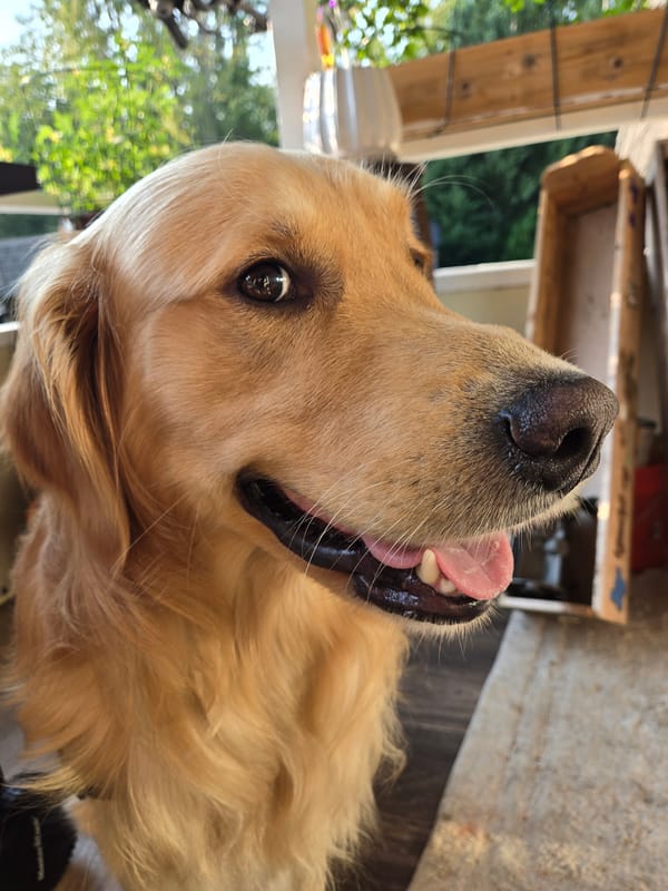 Golden retriever, balcony plants, and a chalk galaxy at home