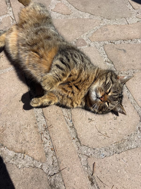 Tabby cat enjoys sunny patio moment with human companion
