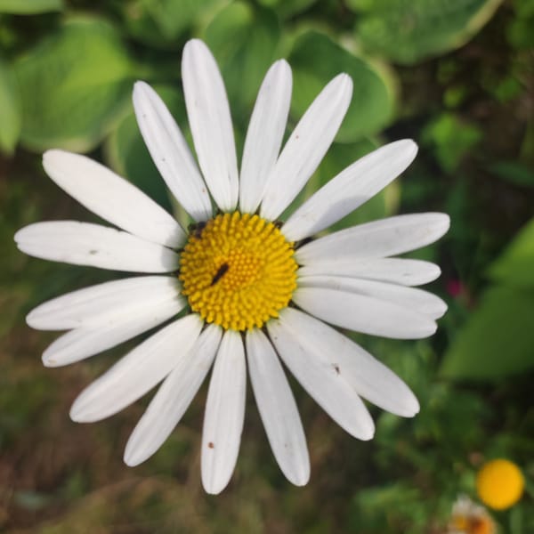 Afternoon in a Navoloki garden: flowers, toys, and tea