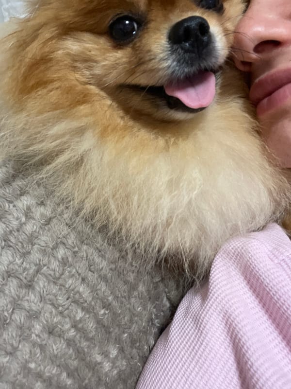 Pomeranian dog chills through a quick Blagoevgrad photo session