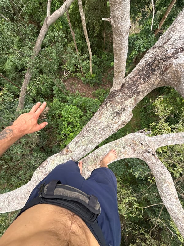 Man spotted barefoot on tree branch in Koh Phangan