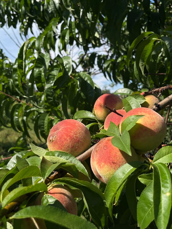 Cat on a rusty ladder beside a ripe peach tree
