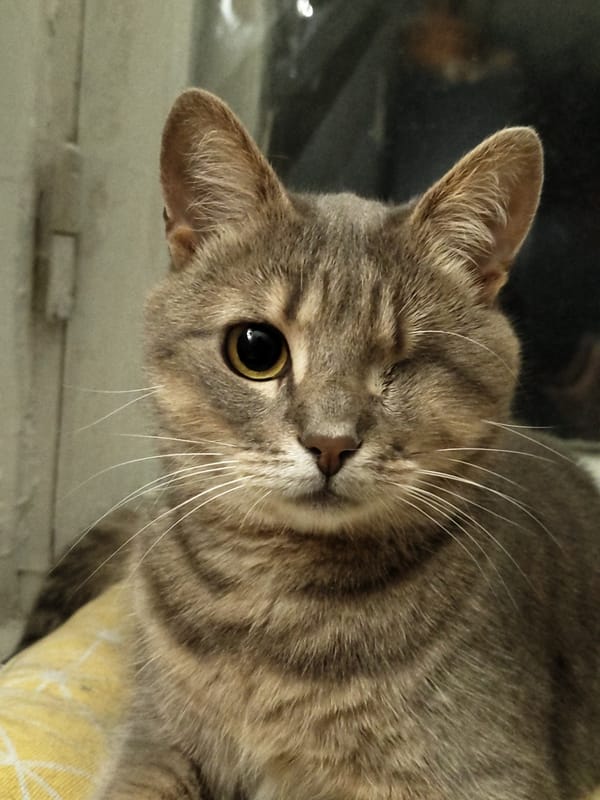 Close-up portraits of several cats in an indoor setting