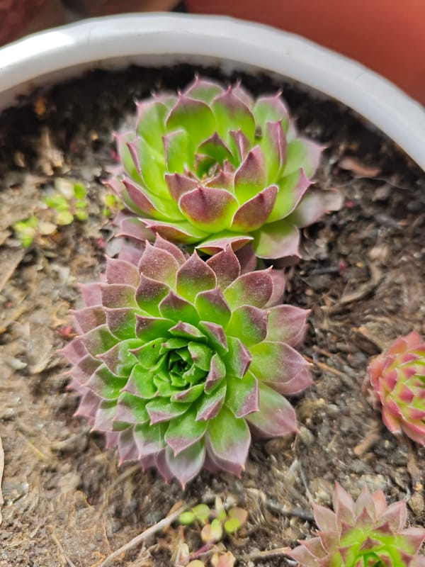 Gardener documents plant growth in Pyatigorsk, Russia