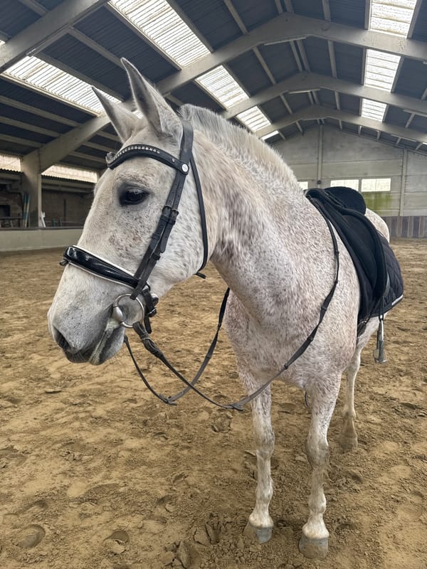 Horse riding session captured at indoor arena in Belgium