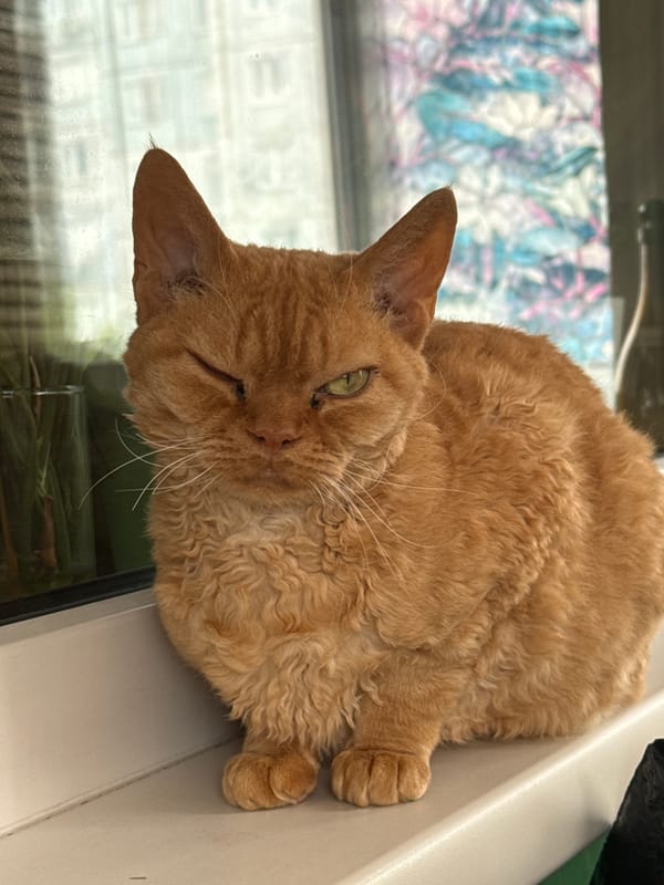 Orange cats spotted across Krasnoyarsk homes during morning hours
