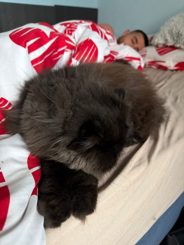 Man and cat share quiet moment in Bulgarian bedroom