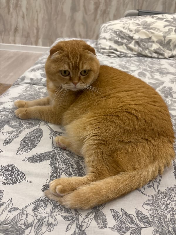 Scottish Fold cat lounging around a home interior