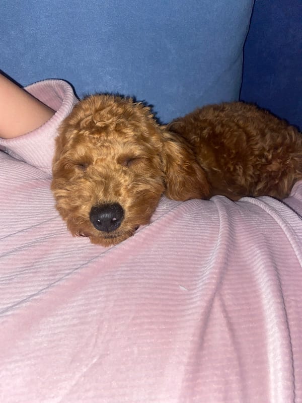 Evening home relaxation with poodle companion in Montenegro