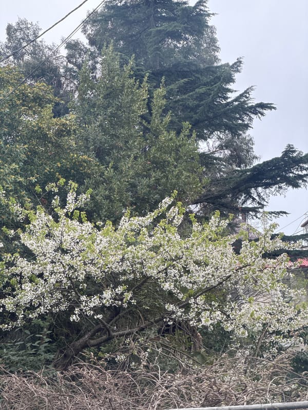 Spring blooms amid evergreens captured in Sochi residential area