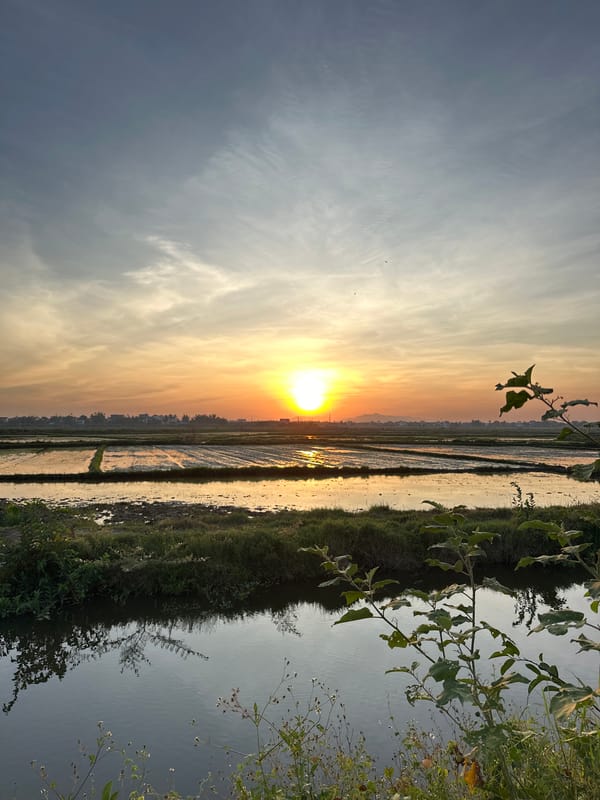Golden hour along a rural road outside Hội An