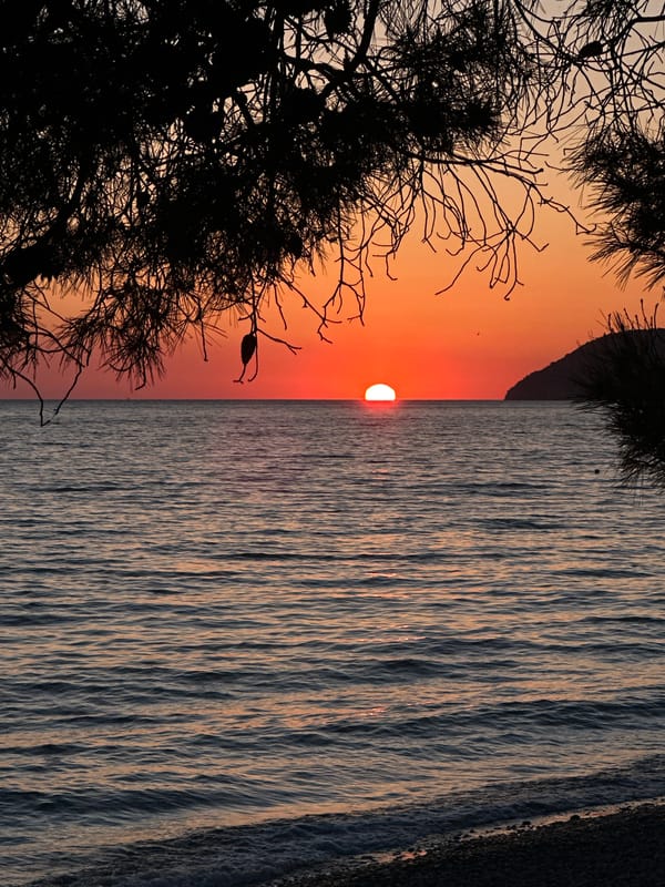 Sunset captured over Montenegro coast through pine tree silhouettes