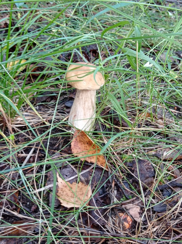 Mushroom foraging in the Degtyarsk forest, with a few detours