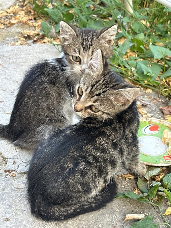 Kittens, garden flowers, and fresh cherries on a summer afternoon