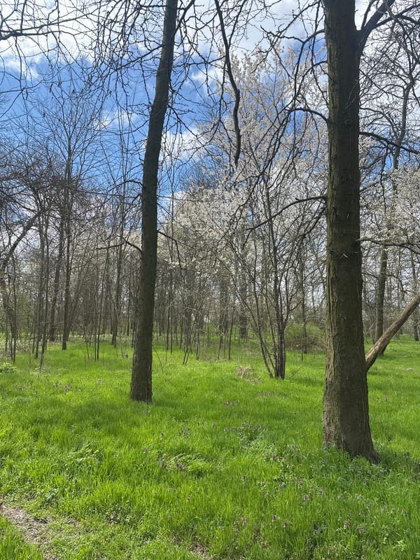 Spring landscape with bare trees, blossoms documented in Dobrich