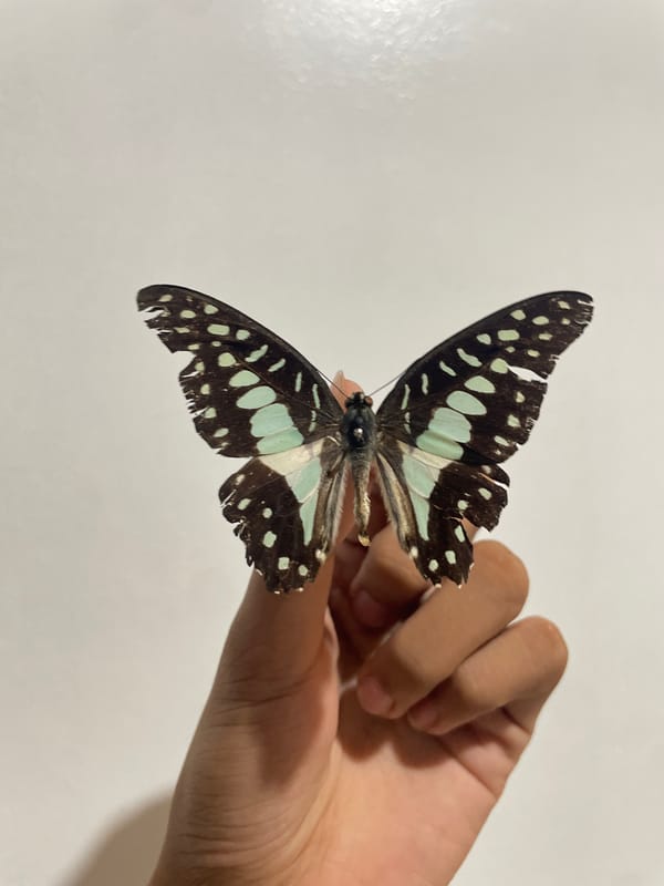 Butterflies, a dog, and collectibles in Davao City