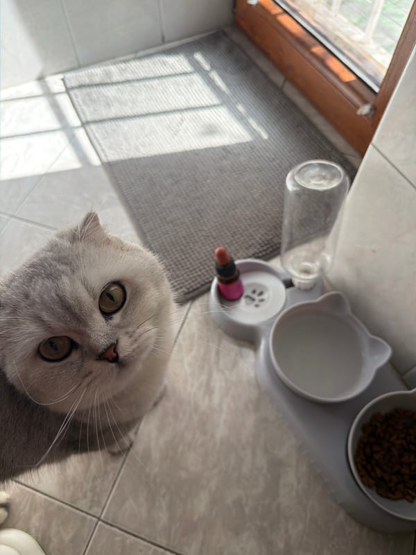 Scottish Fold cat at home in Rome, July morning
