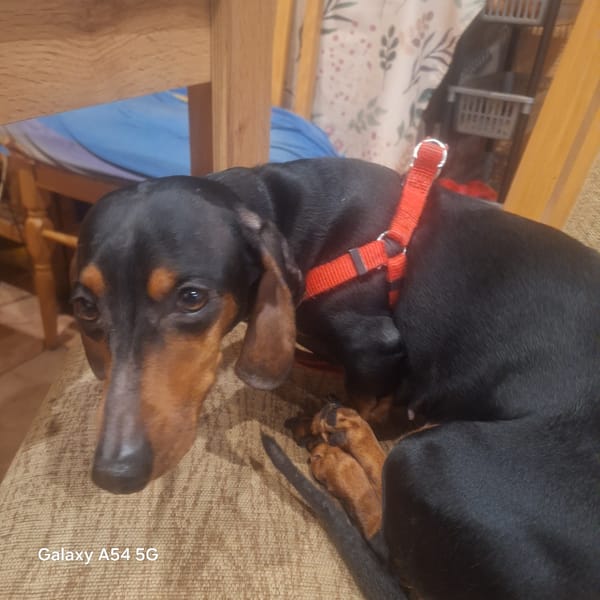 Quiet domestic moments with pets and food in Sofia