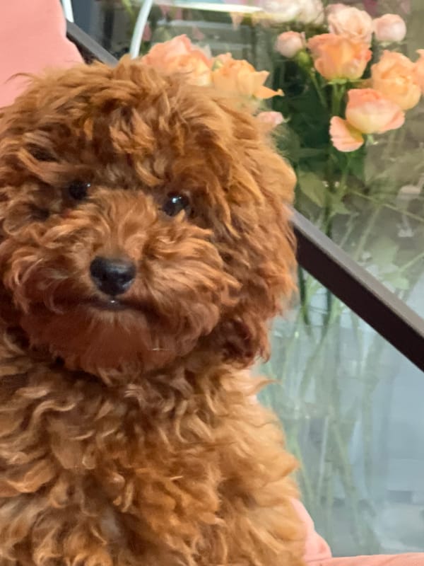 Brown toy poodle plays with rubber chicken toy indoors