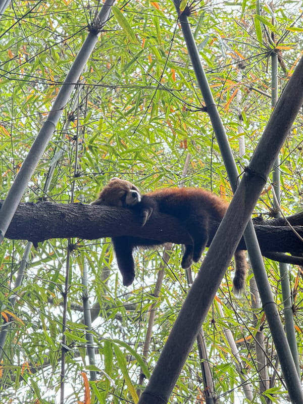 Wildlife spotted across Chengdu districts early Tuesday morning