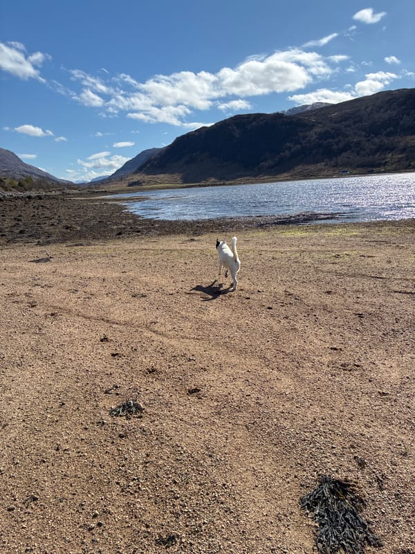 Dog walks shingle beach near Strontian loch, mountains visible