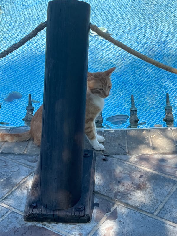 Cat lounges poolside as clear skies grace Alanya coast