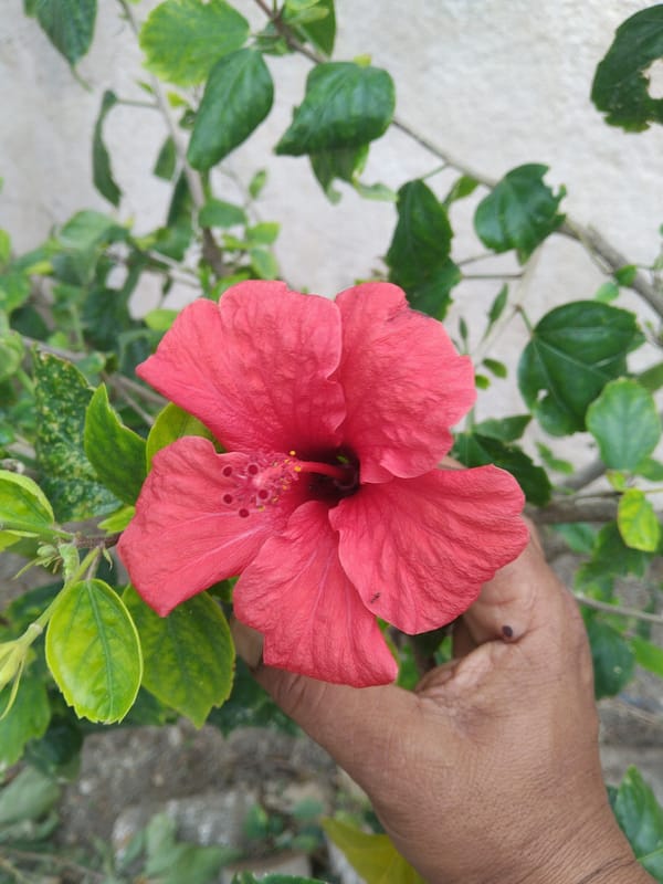 Red hibiscus flower photographed in hand in Kardamaina, Greece