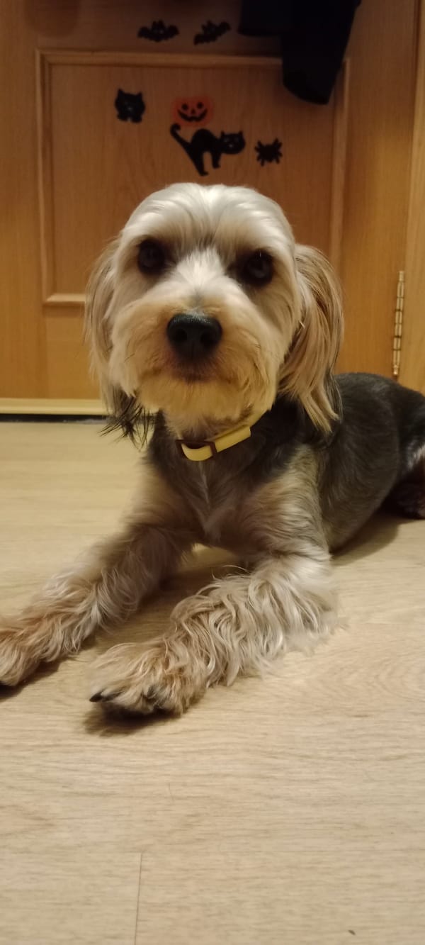 Yorkshire Terrier relaxes at home in Galapagar