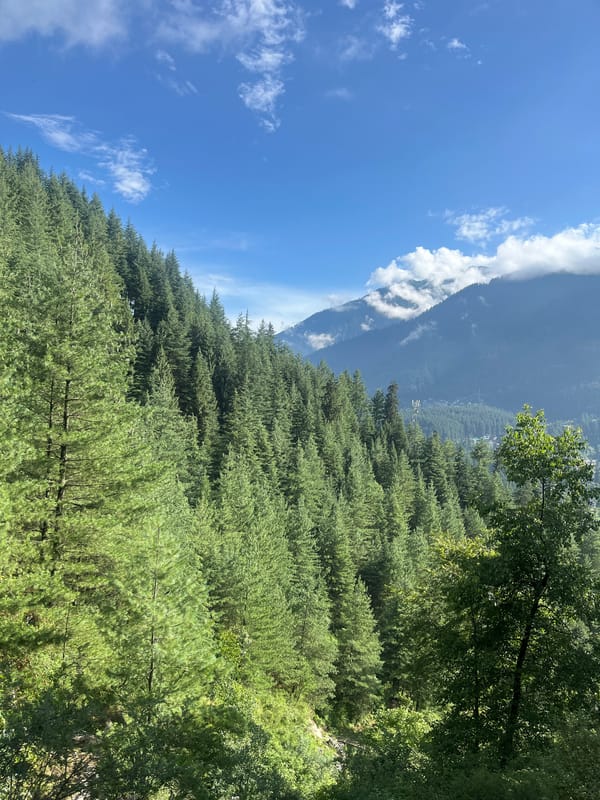 Dense pine forest blankets Old Manali's mountain slopes