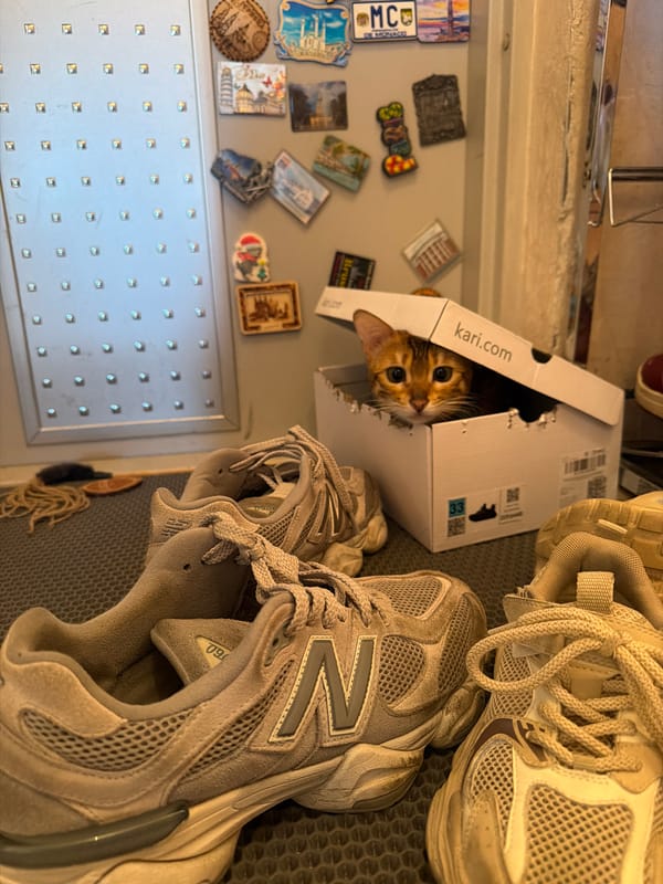 Cat in delivery box, girl with astronaut mask in Saint Petersburg