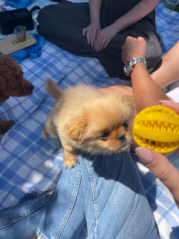 Family picnic with puppies draws crowds in Sofia park