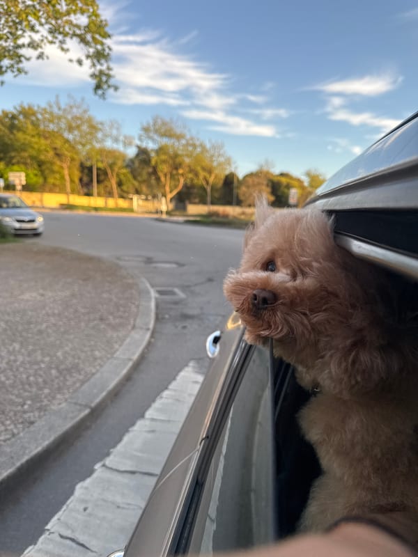 Woman drives with poodle's head out window in Portugal