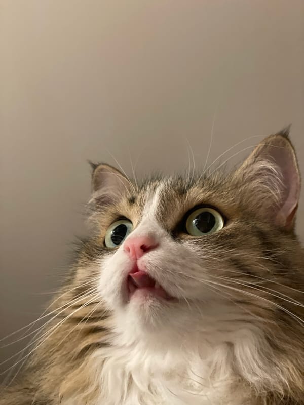 Long-haired cat photographed in close-up shot in Izhevsk