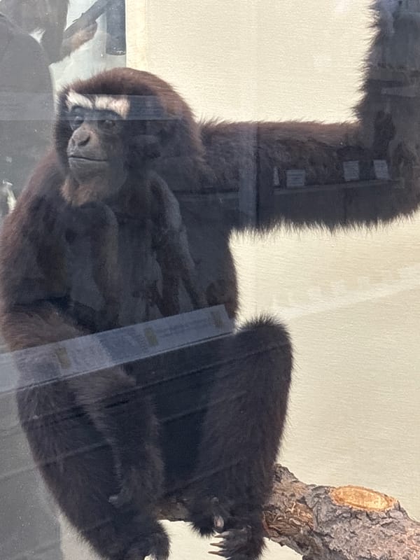 Museum visit captures natural history exhibits in Saint Petersburg