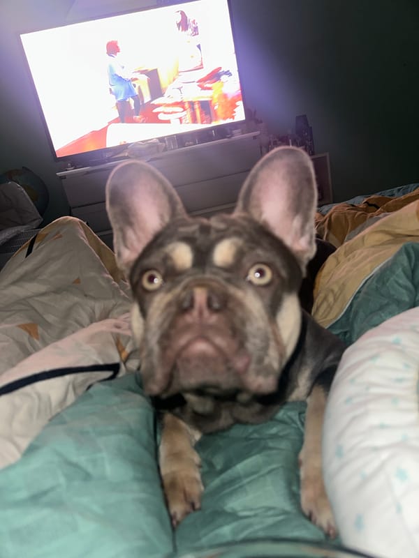 French Bulldog's afternoon captured in 23 intimate home moments