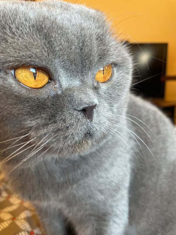 Grey cat naps, grooms, and claims a sneaker as a pillow